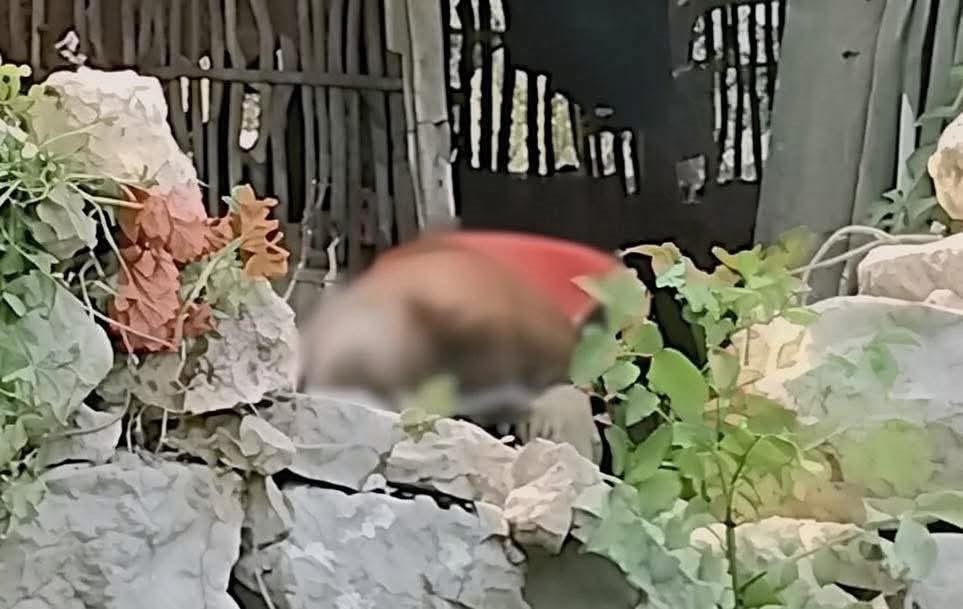 Impactante muerte en Maxcanú: enjambre de abejas cobra la vida de adulto mayor