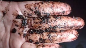 Los manchones contaminantes encontrados en Punta Xen podrían generar severos efectos del derrame de hidrocarburos sobre las tortugas marinas y el ecosistema costero.