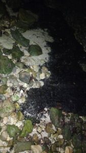 Integrantes del Campamento Tortuguero Punta Xen realizaron recorridos de vigilancia donde detectaron presencia de hidrocarburos cerca de áreas de desove de tortuga Carey.