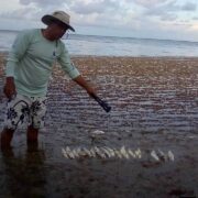 Sargazo Mortal: Peces mueren entre la crisis ambiental en Xcalak