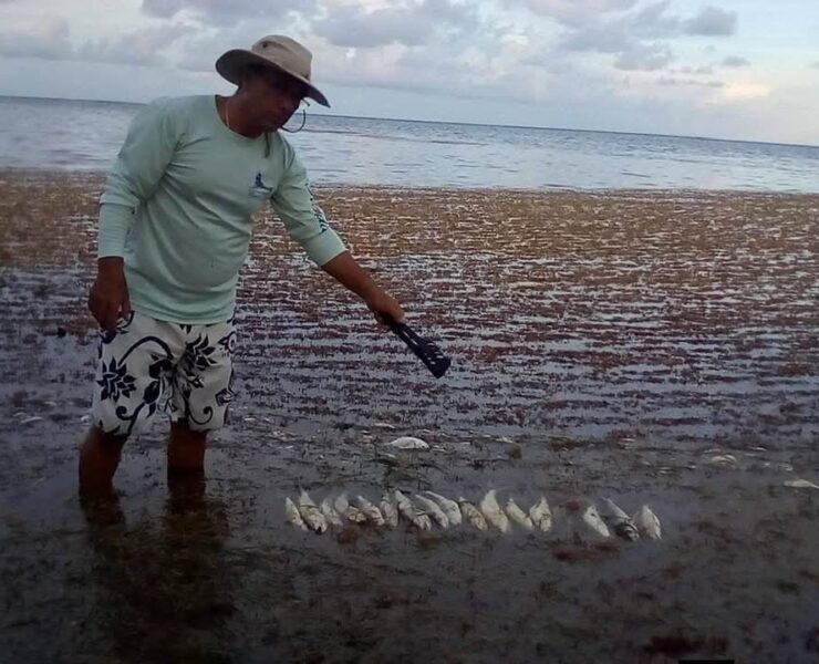 Sargazo Mortal: Peces mueren entre la crisis ambiental en Xcalak