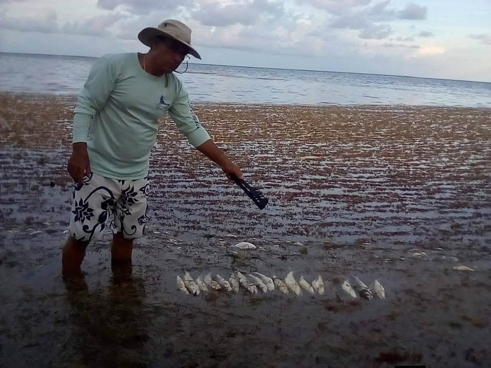 Sargazo Mortal: Peces mueren entre la crisis ambiental en Xcalak
