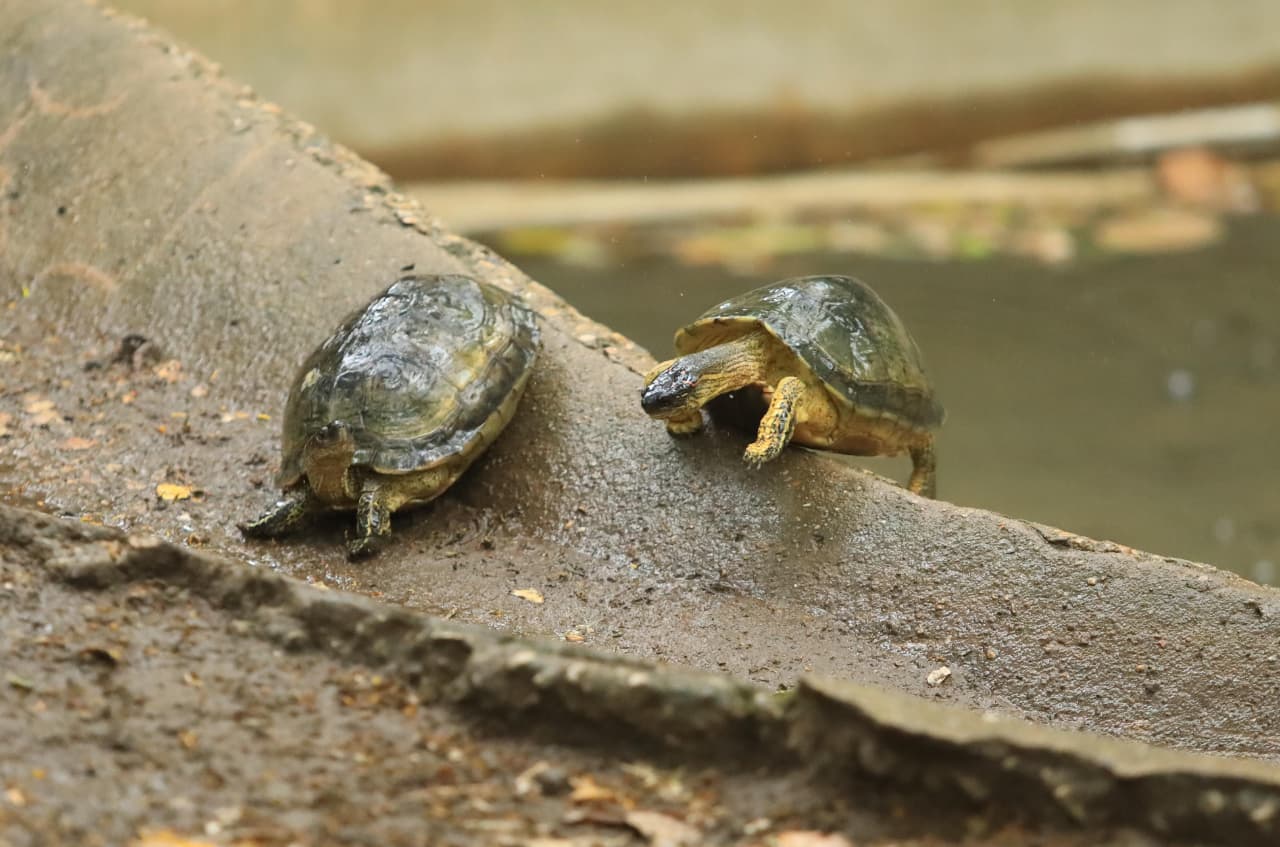 rehabilitación integral del Parque Museo La Venta en Villahermosa