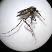 Aprende a identificar al mosquito transmisor y prevenir enfermedades en lluvias