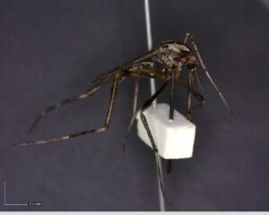 Aprende a identificar al mosquito transmisor y prevenir enfermedades en lluvias