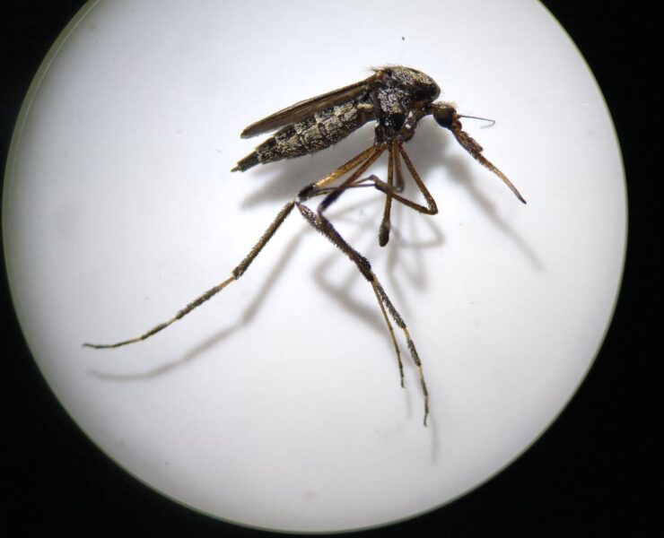 Aprende a identificar al mosquito transmisor y prevenir enfermedades en lluvias