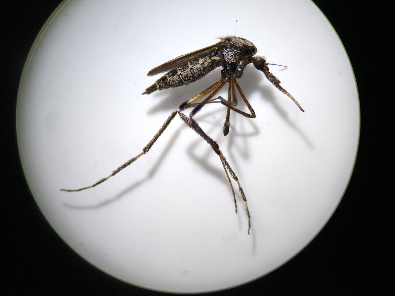 Aprende a identificar al mosquito transmisor y prevenir enfermedades en lluvias