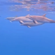 Se avistan delfines en Seybaplaya regalando un hermoso espectáculo