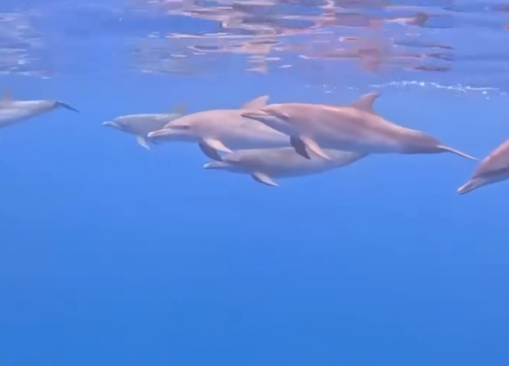 Se avistan delfines en Seybaplaya regalando un hermoso espectáculo