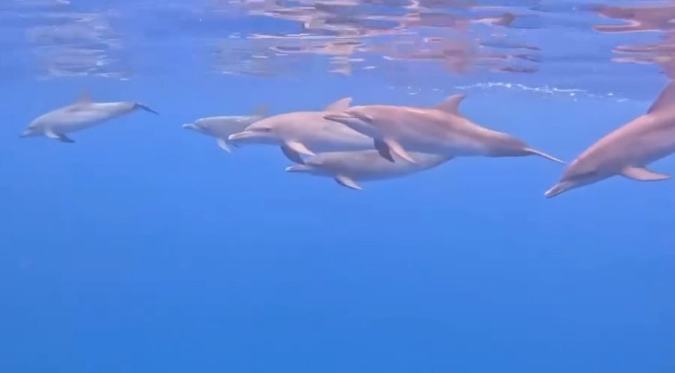 Se avistan delfines en Seybaplaya regalando un hermoso espectáculo