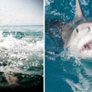 Tiburones dejan graves heridas a bañistas en Brasil
