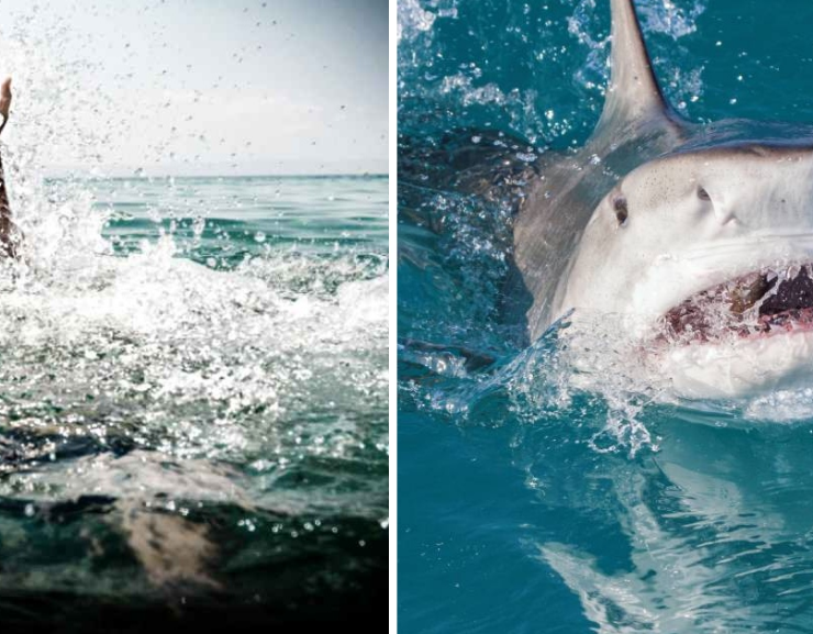 Tiburones dejan graves heridas a bañistas en Brasil