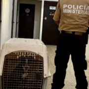 Fiscalía asegura a perro lesionado: Campeche