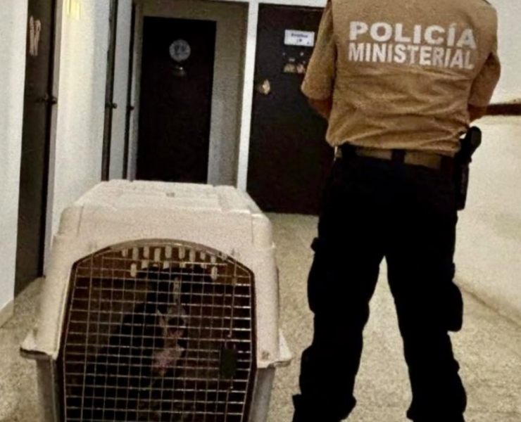 Fiscalía asegura a perro lesionado: Campeche