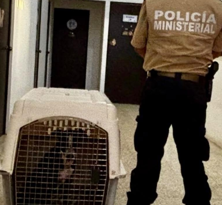 Fiscalía asegura a perro lesionado: Campeche