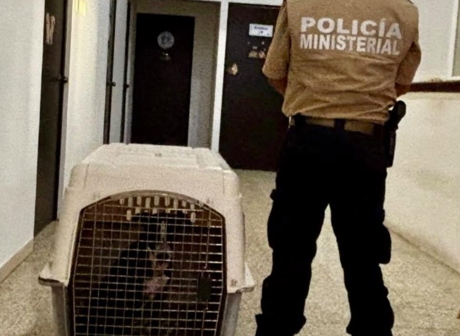 Fiscalía asegura a perro lesionado: Campeche