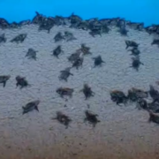 Milagro en Punta Xen impacta Campeche con cientos de tortugas