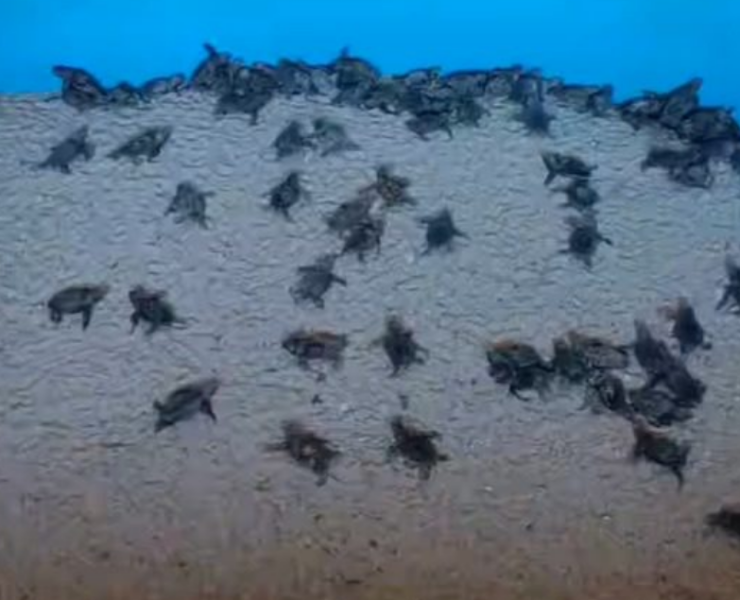Milagro en Punta Xen impacta Campeche con cientos de tortugas