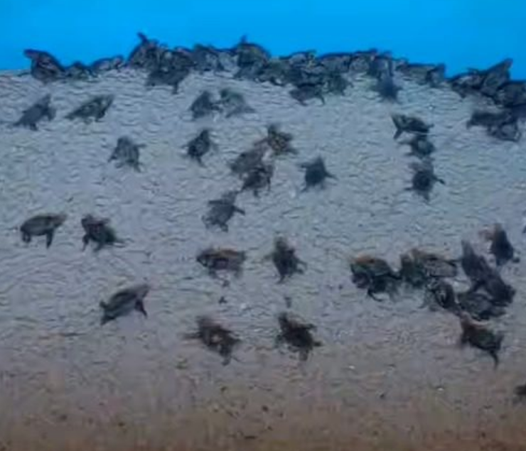 Milagro en Punta Xen impacta Campeche con cientos de tortugas