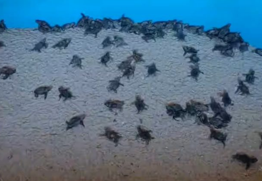 Milagro en Punta Xen impacta Campeche con cientos de tortugas