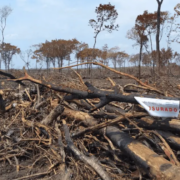 Campeche pierde 205 hectáreas de selva alertando a la PROFEPA