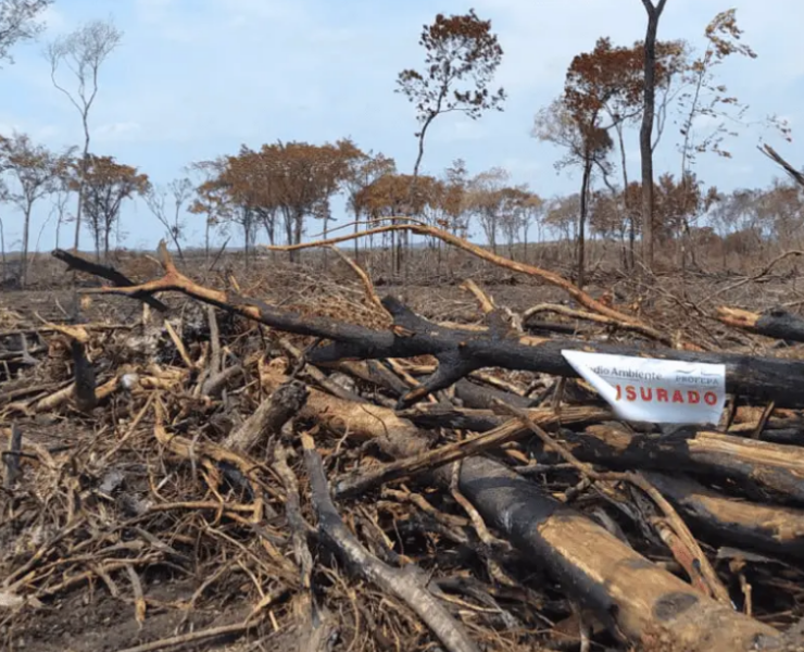 Campeche pierde 205 hectáreas de selva alertando a la PROFEPA
