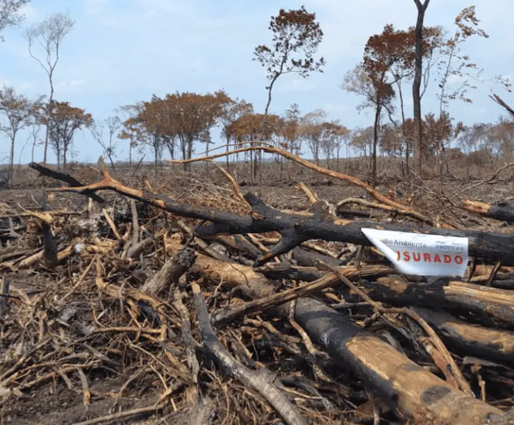 Campeche pierde 205 hectáreas de selva alertando a la PROFEPA
