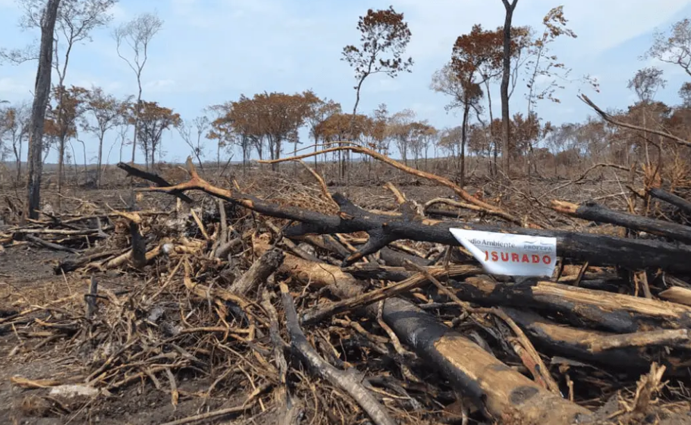 Campeche pierde 205 hectáreas de selva alertando a la PROFEPA