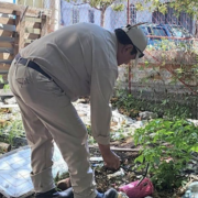 Autoridades intentan frenar el dengue en Campeche: alerta viral