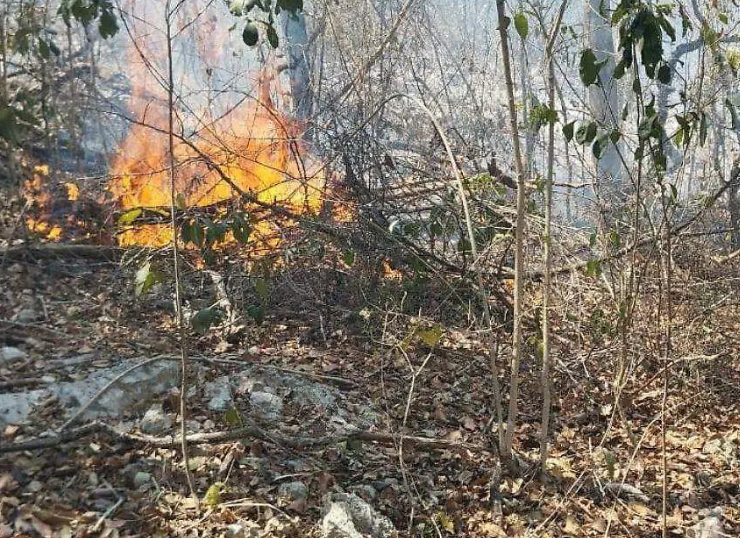 Incendios forestales en Campeche alarma extrema