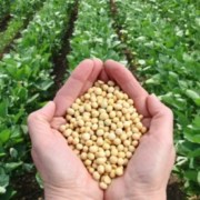 Campeche proyecta siembra récord de 55 mil hectáreas de soya: boom agrícola