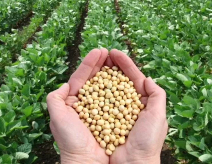 Campeche proyecta siembra récord de 55 mil hectáreas de soya: boom agrícola