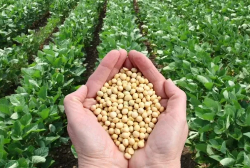 Campeche proyecta siembra récord de 55 mil hectáreas de soya: boom agrícola