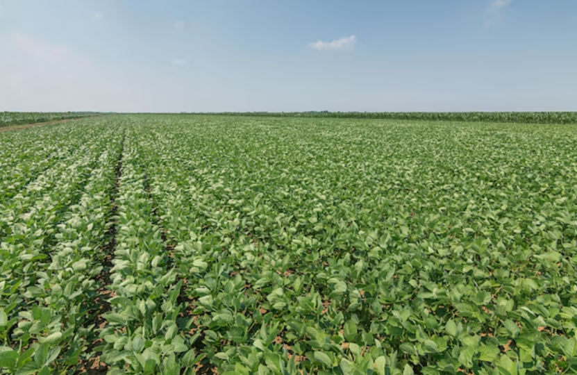 Campeche proyecta siembra récord de 55 mil hectáreas de soya: avance y zonas clave