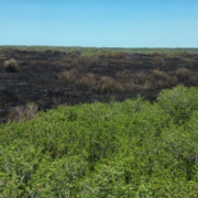Manglar revive: impacto ambiental que sorprende a Campeche