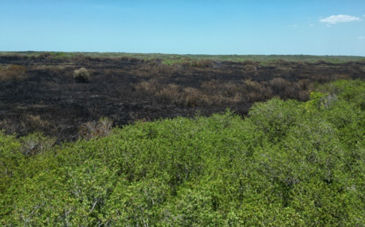 Manglar revive: impacto ambiental que sorprende a Campeche