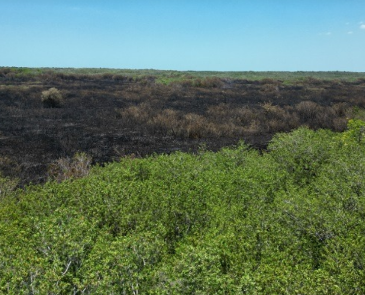 Manglar revive: impacto ambiental que sorprende a Campeche