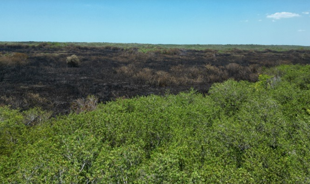 Manglar revive: impacto ambiental que sorprende a Campeche