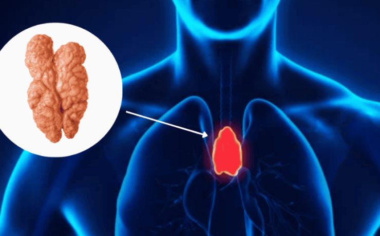 ¿El timo nos protege contra el cáncer? El órgano "inútil" ya tiene uso
