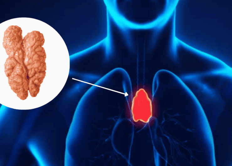 ¿El timo nos protege contra el cáncer? El órgano "inútil" ya tiene uso