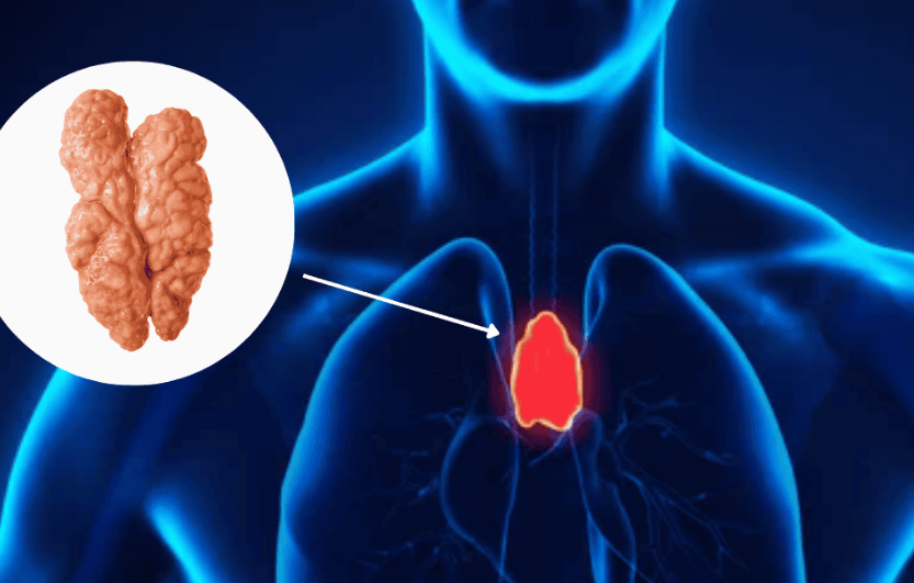 ¿El timo nos protege contra el cáncer? El órgano "inútil" ya tiene uso