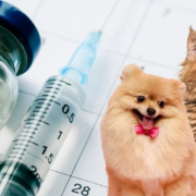 Urgente vacunación y esterilización de mascotas en Campeche