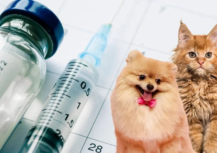 Urgente vacunación y esterilización de mascotas en Campeche