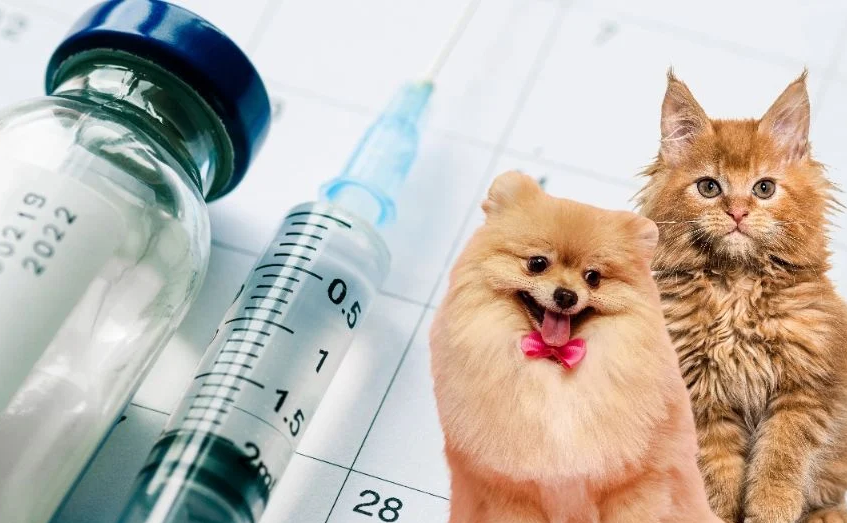 Urgente vacunación y esterilización de mascotas en Campeche