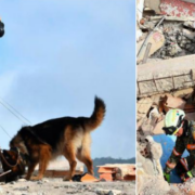 Los topos mexicanos rescatan a sobreviviente y 20 cuerpos