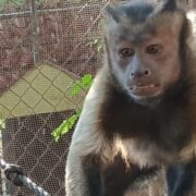 Mono escapo del zoológico Mérida activaron protocolo preventivo