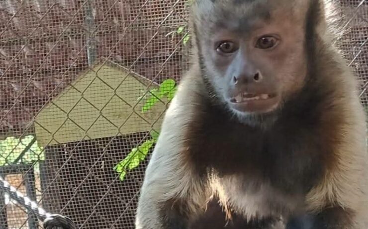Mono escapo del zoológico Mérida activaron protocolo preventivo