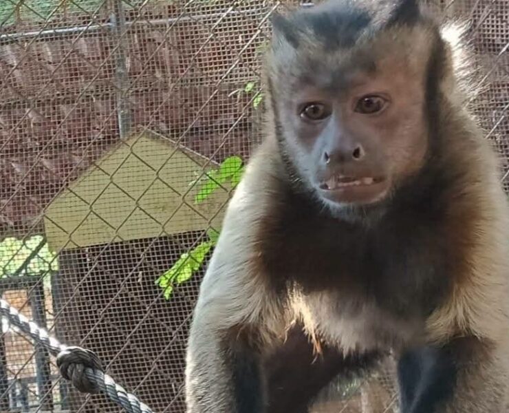 Mono escapo del zoológico Mérida activaron protocolo preventivo