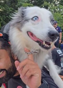 Gracias a su entrenamiento y extraordinario sentido del olfato, la Perrita rescatista de Cancún forma parte de la brigada especializada para rescatar víctimas venezolanas tras los devastadores sismos.