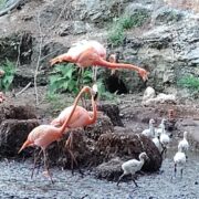 Nacen flamencos en Animaya y fortalecen conservación de la vida silvestre